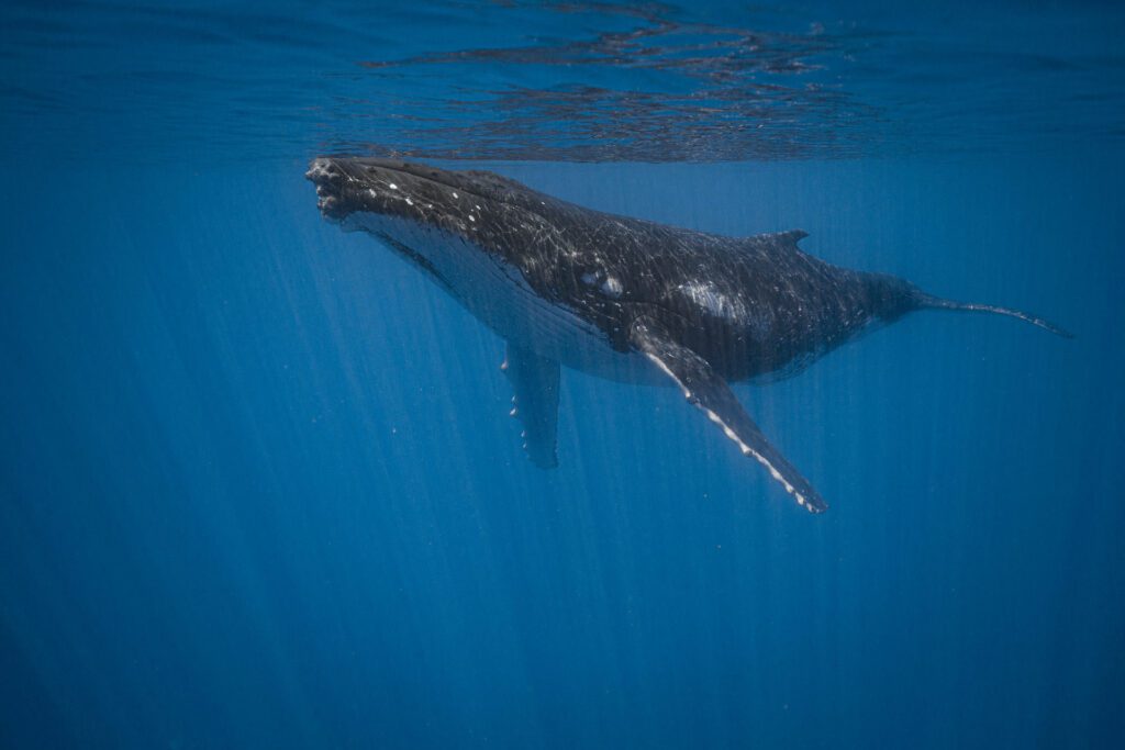 A majestic humpback whale swimming gracefully in the deep blue waters of Tahiti.